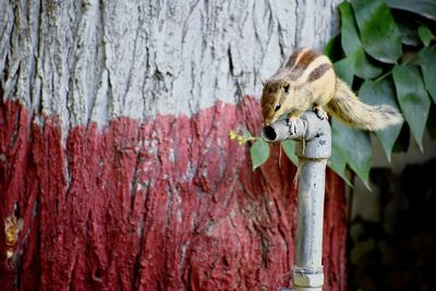 Close-up of squirrel on tree trunk