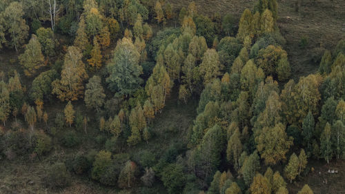 High angle view of pine trees in forest