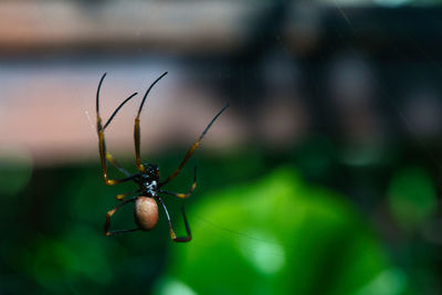 Close-up of spider