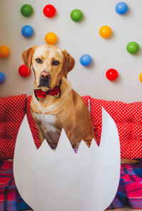 Labrador dog in the egg. cute funny animals with decorations concept.