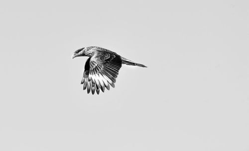 Low angle view of bird flying in sky