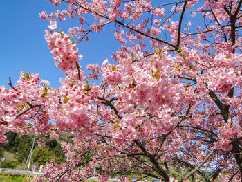 Low angle view of pink cherry blossoms in spring