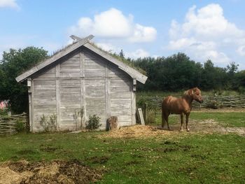 Horse standing in a field