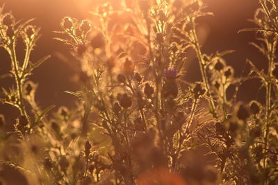 Close-up of flowering plants on field during sunset