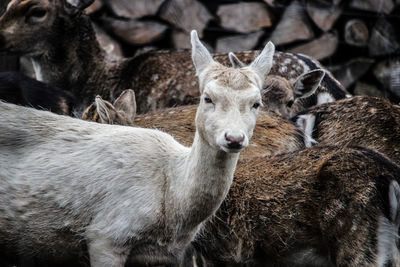 Portrait of deer on field