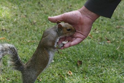 Close-up of hand holding lizard on field