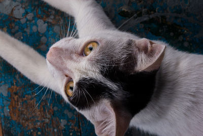 Close-up of a cat looking away