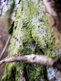 Close-up of moss