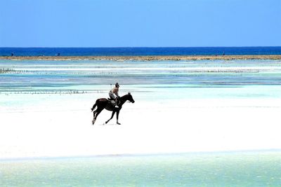 Shirtless man riding horse at beach against clear sky