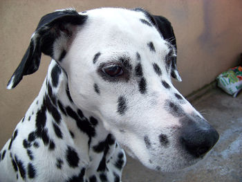 Close-up of a dog looking away