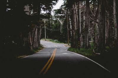 Empty road amidst trees in forest