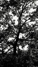 Low angle view of trees in forest