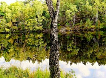 Reflection of trees in lake