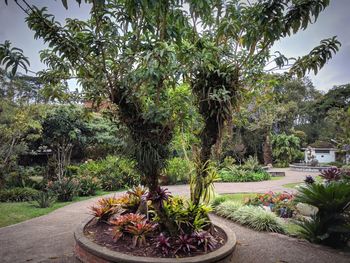 Palm trees by plants