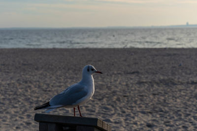 Seagull perching on a beach
