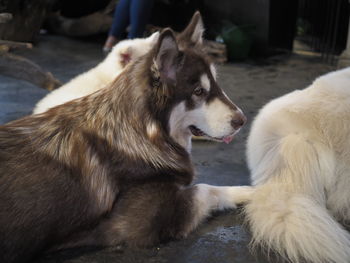 View of a dog looking away