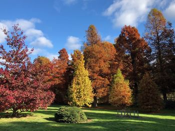 Trees in park against sky during autumn