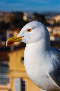 Close-up of seagull