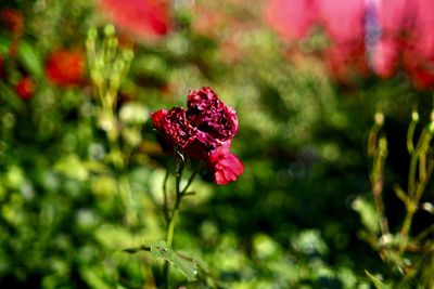 plant