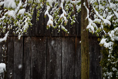 Close-up of tree branch