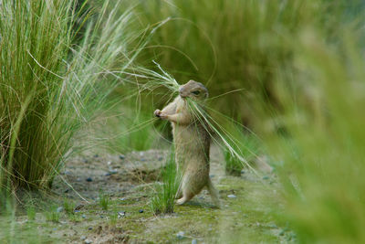 Souslik picking some grass