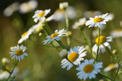 Close-up of white daisy flowers