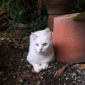 Close-up portrait of cat on plant