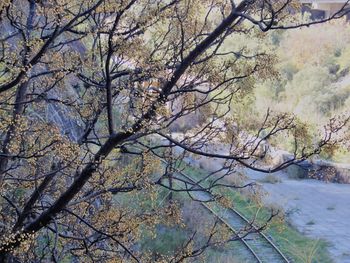 Bare trees in forest during winter