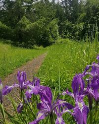 Purple flowers blooming in field