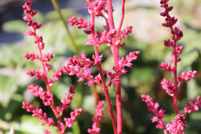 Close-up of pink flowering plant