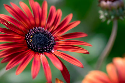 Close-up of red daisy