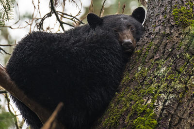 Off ground hibernation