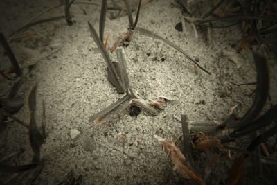 High angle view of crab on field