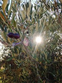 Sun shining through trees