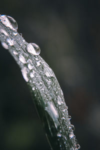 Close-up of raindrops on plant