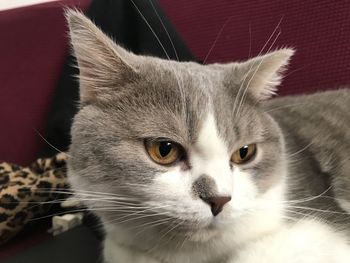 Close-up portrait of a cat