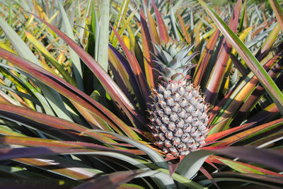 Close-up of plant