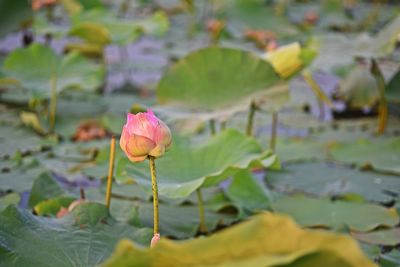 Close-up of pink lotus water lily in lake