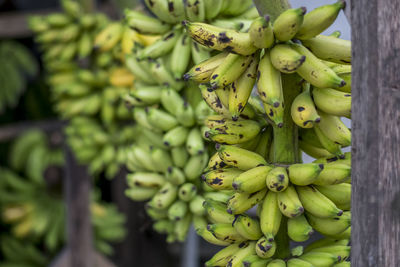 Close-up of fruits growing on tree