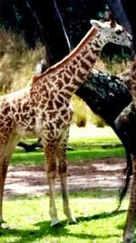 Giraffe against trees