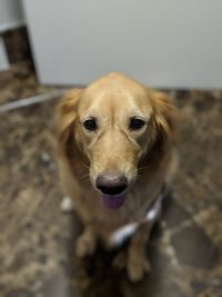 Close-up portrait of dog at home