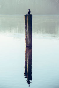 Bird perching on wooden post in lake