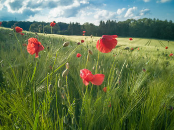 Close-up of red poppies on field against sky