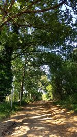 Road amidst trees in forest