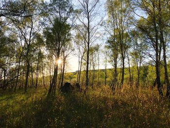 Scenic view of trees growing on field against sky