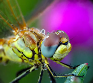 Close-up of insect on leaf