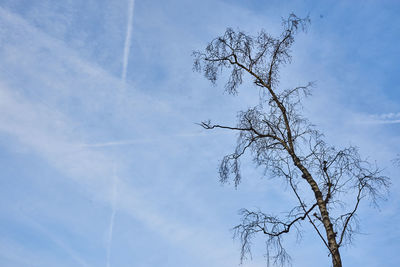 Low angle view of bare tree against sky