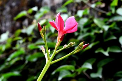 Close-up of pink flower growing on plant