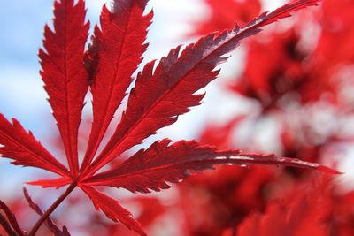 Close-up of red maple leaves against blurred background