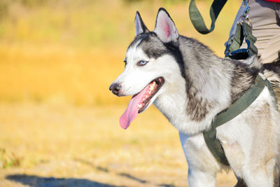 Dog looking away on field